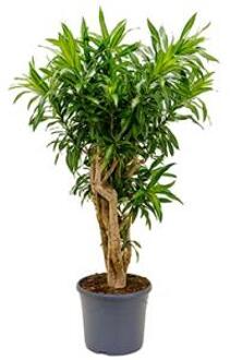 Dracaena Pleomele song of jamaica L kamerplant