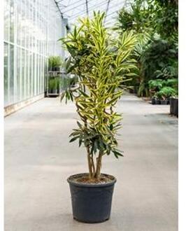 Dracaena Pleomele song of sri lanka kamerplant