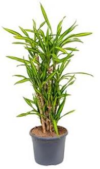 Dracaena riki multi M kamerplant