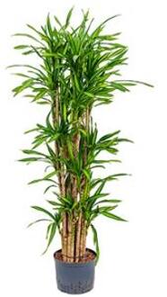 Dracaena riki vertakt L hydrocultuur plant