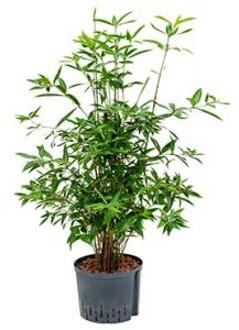 Dracaena surculosa cantik hydrocultuur plant