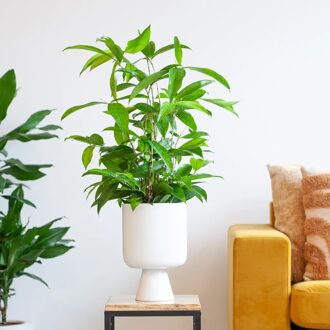 Dracaena Surculosa - Goudstof Draceana - P17