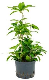 Dracaena surculosa L hydrocultuur plant