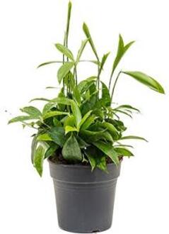Dracaena surculosa M2 kamerplant