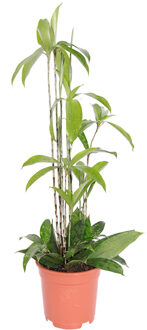 Dracaena Surculosa - P 17 cm