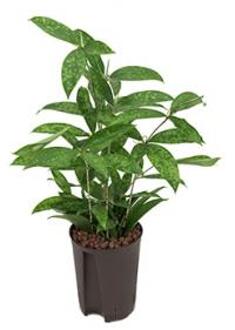 Dracaena surculosa XS hydrocultuur plant