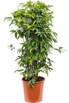 Dracaena surculosa XXXL kamerplant