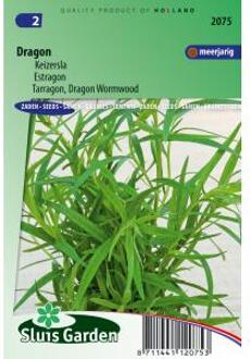 Dragon Russische (Artemisia dracunculus)