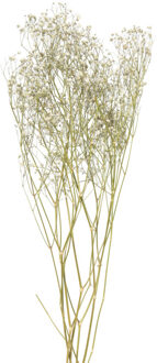 Droogbloem gipskruid - wit - 60 cm