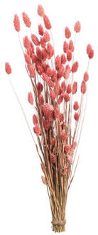 Droogbloemen Bunch Phalaris Nature - roze - 76 cm - Leen Bakker