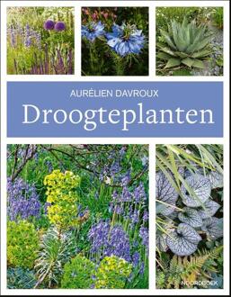 Droogteplanten - Aurélien Davroux