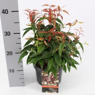 Druifheide (Leucothoe “Carinella”) heester - 20-25 cm - 6 stuks