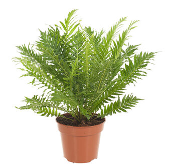 Dubbelloofvaren (Blechnum Gibbum 'Silver Lady') - P 17 cm