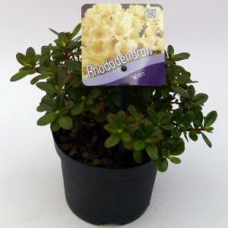Dwerg rododendron (Rhododendron "Wren") heester - 15-20 cm - 8 stuks