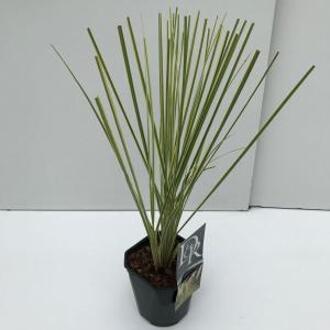 Dwergpampasgras (Cortaderia selloana "Mini Gold Pampas") - In 2 liter pot - 1 stuks