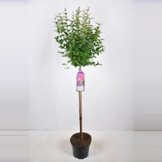 Dwergsering op stam (syringa "Sugar Plum Fairy"®)