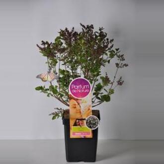 Dwergsering (syringa meyeri "Palibin"Parfum de Nature)
