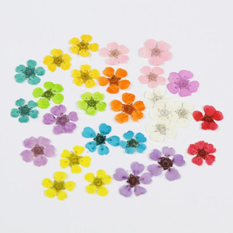Dyed Small Daffodils Pearl Plum Dried Flower Pressed Flower Real Flower Manicure Diy Handmade Glue Jewelry