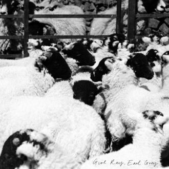 Earl Grey - Girl Ray