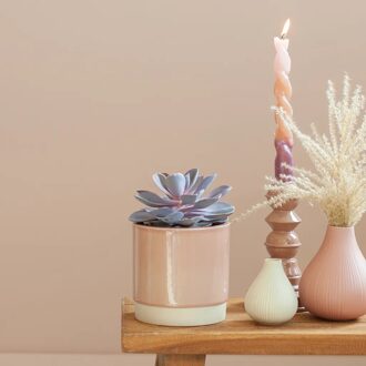 Echeveria Purple Pearl - Rozet Succulent - P12