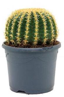 Echinocactus grusonii intermedius kamerplant