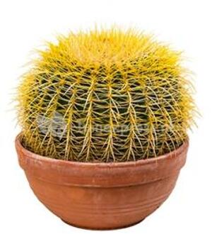 Echinocactus grusonii M kamerplant