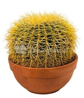 Echinocactus grusonii S kamerplant