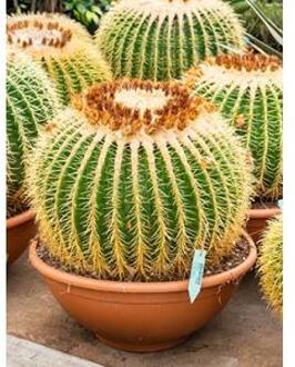 Echinocactus grusonii XL kamerplant