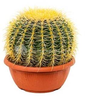 Echinocactus grusonii XS kamerplant