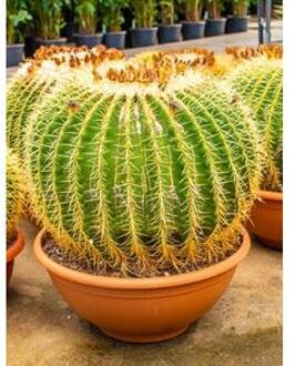 Echinocactus grusonii XXL kamerplant