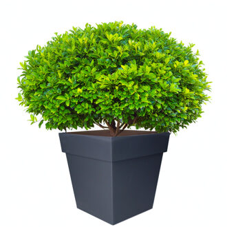 Eda Bloempot Toscane vierkant - kunststof - antraciet grijs - L32 x B32 x H32 cm - 22L - plantenpot