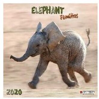 Elephant Families 2020 What a Wonderful World