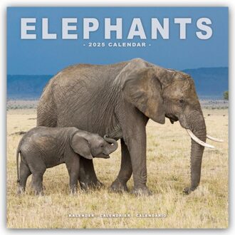 Elephants Calendar 2025 Square Wildlife Safari Wall Calendar - 16 Month - Browntrout Wandkalender - Avonside Publishing Ltd