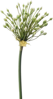 Emerald Allium/Sierui kunstbloem - losse steel - creme - 70 cm - Natuurlijke uitstraling - Kunstbloemen Crème