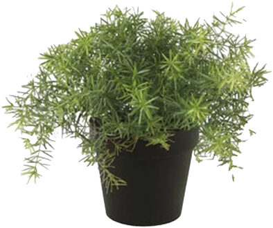 Emerald Kunstplant Asparagus - groen - in zwarte pot - 25 cm - Kunstplanten