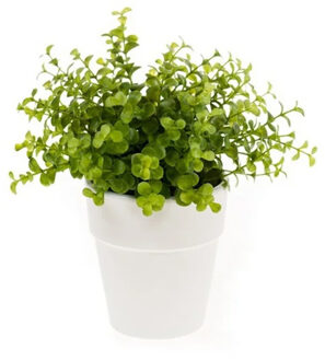 Emerald Kunstplant eucalyptus - groen - in witte pot - 22 cm - Kunstplanten