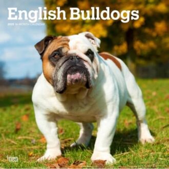 English Bulldogs 2025 Square Wrap