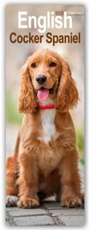English Cocker Spaniel Slim Calendar 2025 Dog Breed Slimline Calendar - 12 Month - - Avonside Publishing Ltd