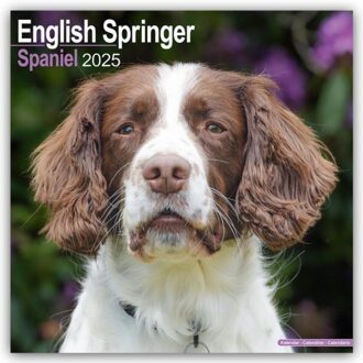 English Springer Spaniel (Euro) Calendar 2025 Square Dog Breed Wall Calendar - 16 - Avonside Publishing Ltd