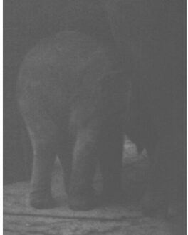 Entendue - Charlotte Dumas