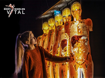 Entreeticket BODY WORLDS in Brugge