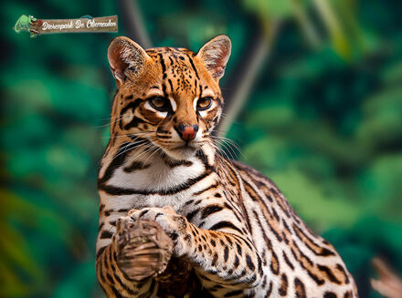 Entreeticket Dierenpark de Oliemeulen