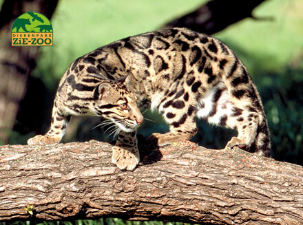 Entreeticket Dierenpark Zie-ZOO