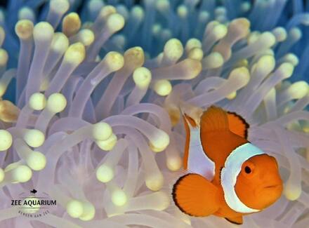 Entreeticket Zee Aquarium Bergen aan Zee