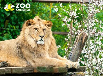 Entreeticket Zoo d'Amnéville