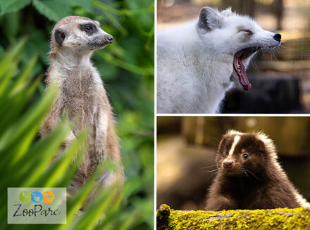 Entreeticket ZooParc Vallée de la Sûre