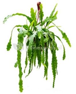 Epiphyllum zaagcactus beavertail M hangplant