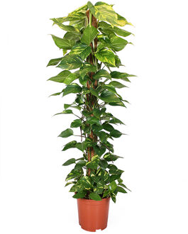 Epipremnum Aureum (Mosstok) P 24 cm