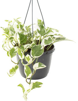 Epipremnum Aureum N'joy (Variegated) - P 18 cm