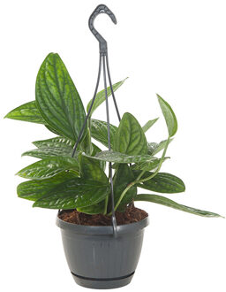 Epipremnum Marble Planet (Pinnatum) - P 15 cm